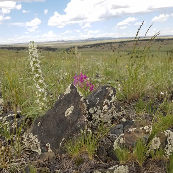 wyowildhorse1